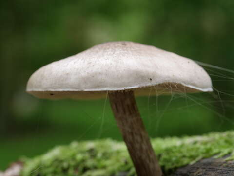 Image of Deer Mushroom