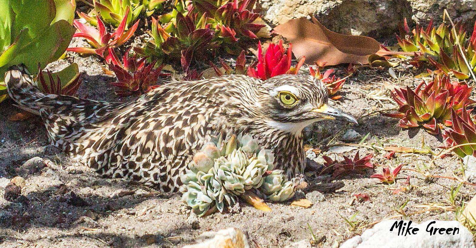 Image of Cape Thick-knee