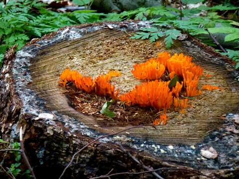 Imagem de Calocera cornea (Batsch) Fr. 1827