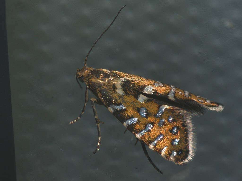 Слика од Glyphipterix bergstraesserella Fabricius 1781