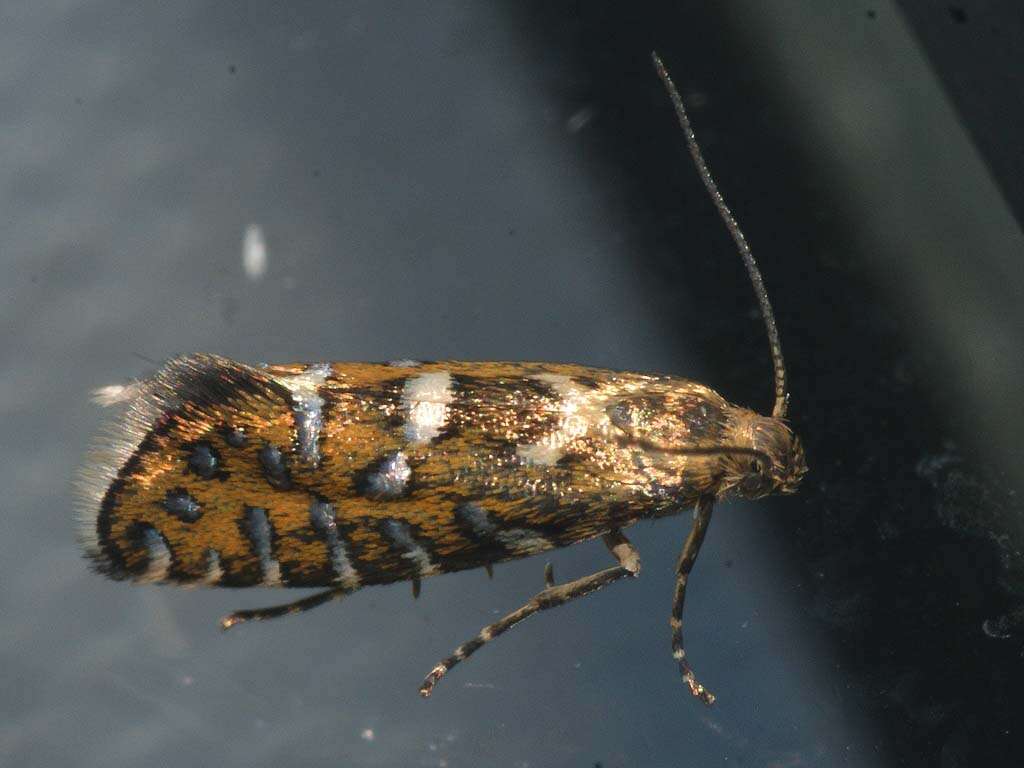 Слика од Glyphipterix bergstraesserella Fabricius 1781