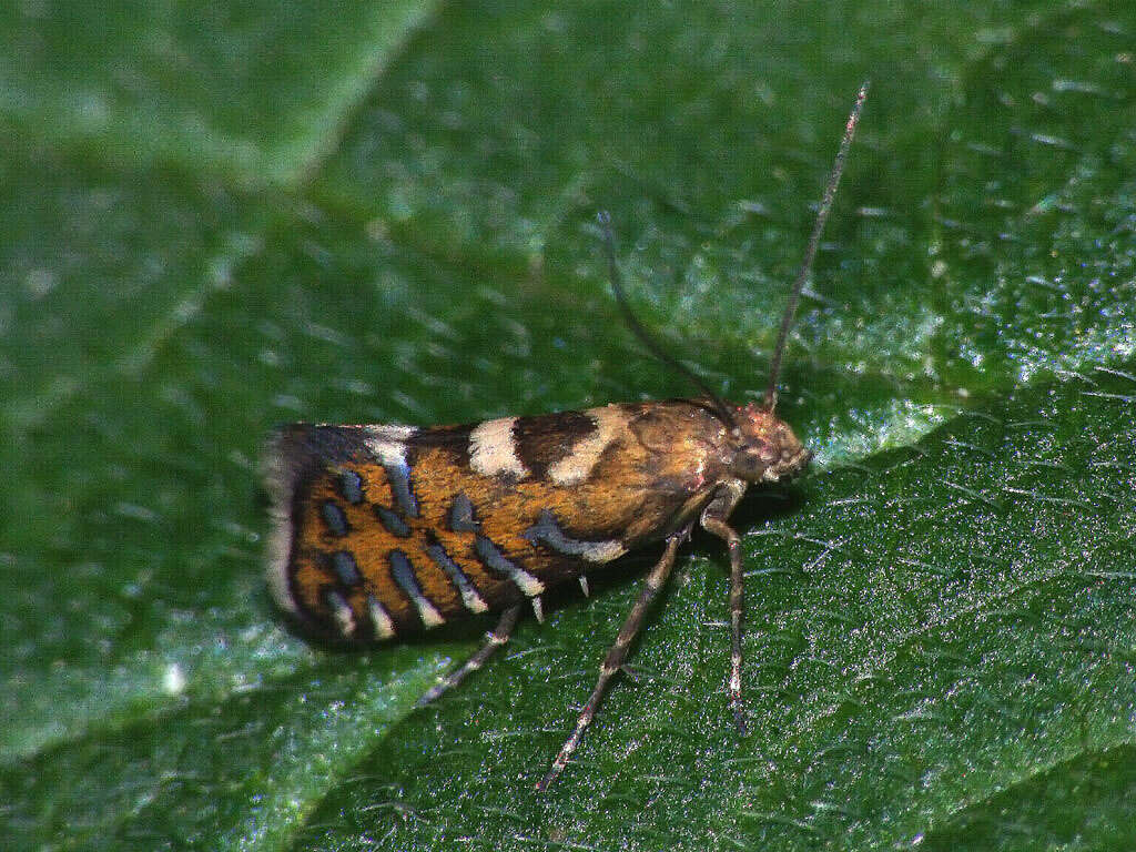 Слика од Glyphipterix bergstraesserella Fabricius 1781