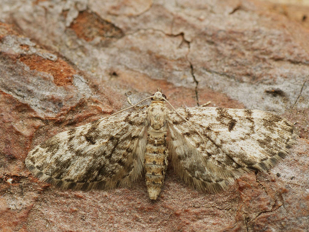 Слика од Eupithecia tantillaria Boisduval 1840