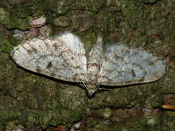 Слика од Eupithecia tantillaria Boisduval 1840