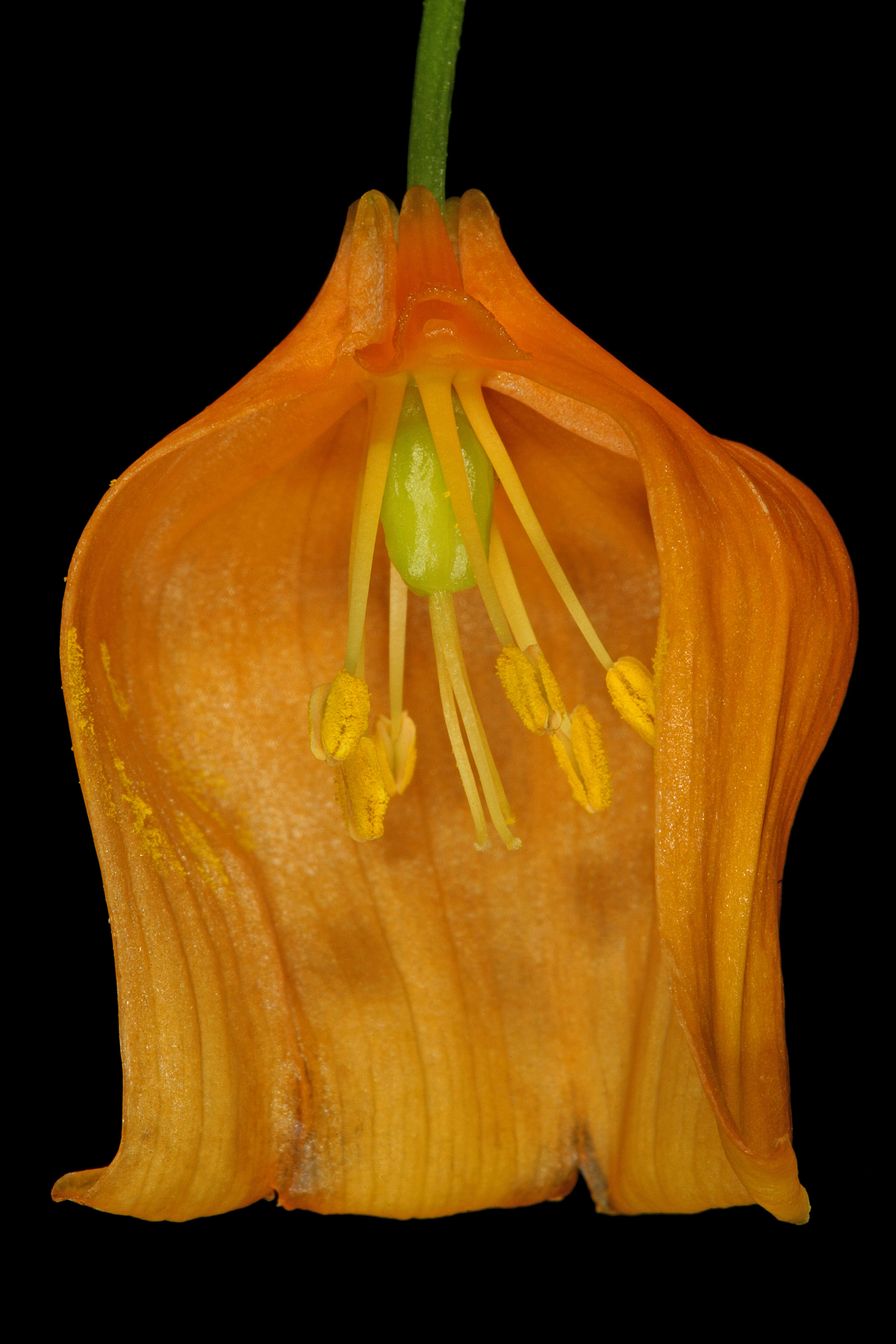 Image of Sandersonia aurantiaca Hook.