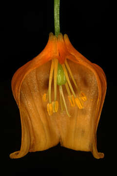 Image de Sandersonia aurantiaca Hook.