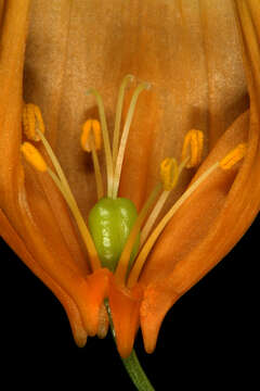 Image de Sandersonia aurantiaca Hook.