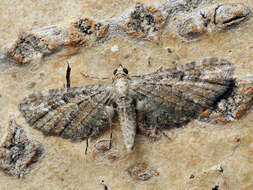 Image of yarrow pug