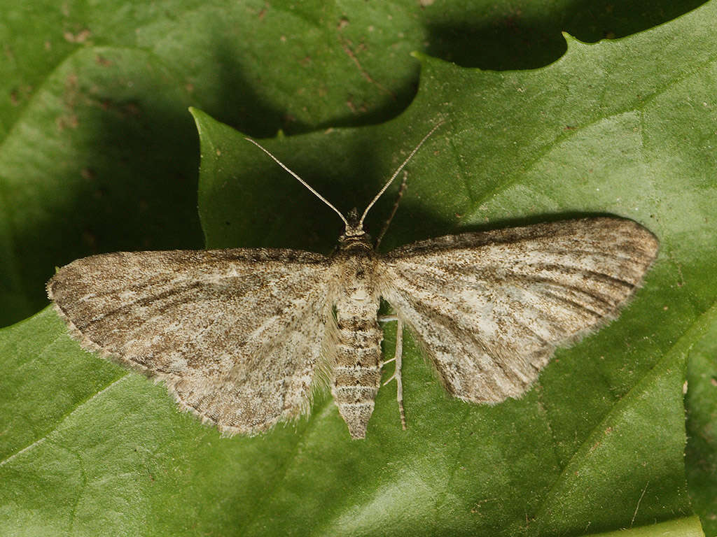 Image of yarrow pug