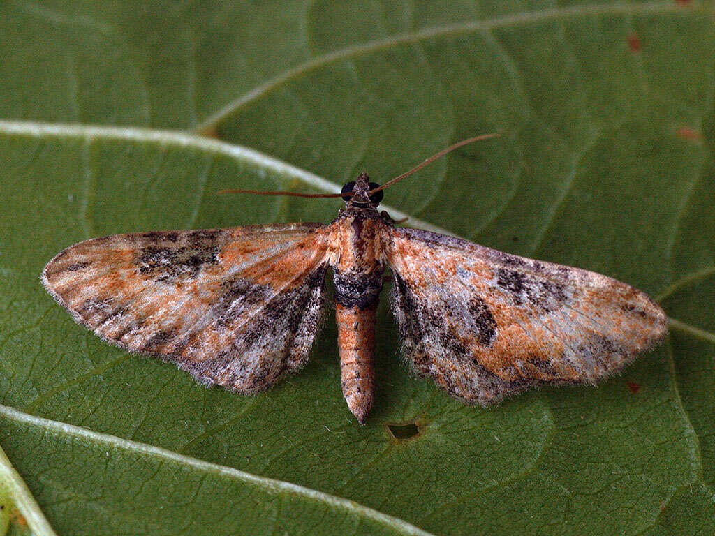 Слика од Eupithecia gueneata Millière 1862