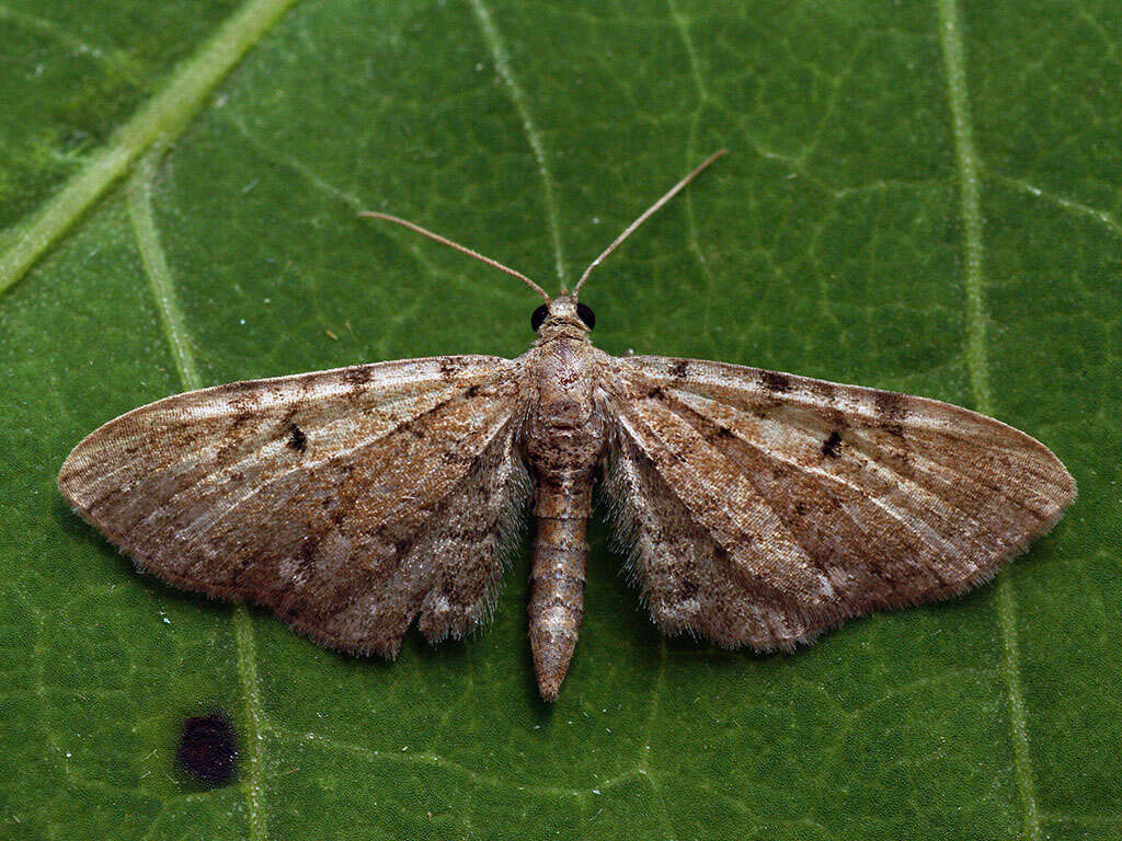 Слика од Eupithecia expallidata Doubleday 1856