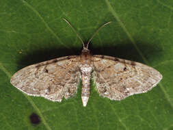 Слика од Eupithecia expallidata Doubleday 1856