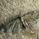 Слика од Eupithecia expallidata Doubleday 1856