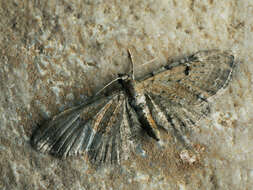 Слика од Eupithecia expallidata Doubleday 1856