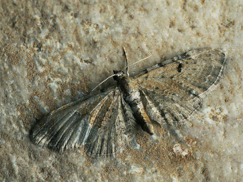 Imagem de Eupithecia expallidata Doubleday 1856