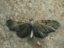 Слика од Eupithecia expallidata Doubleday 1856