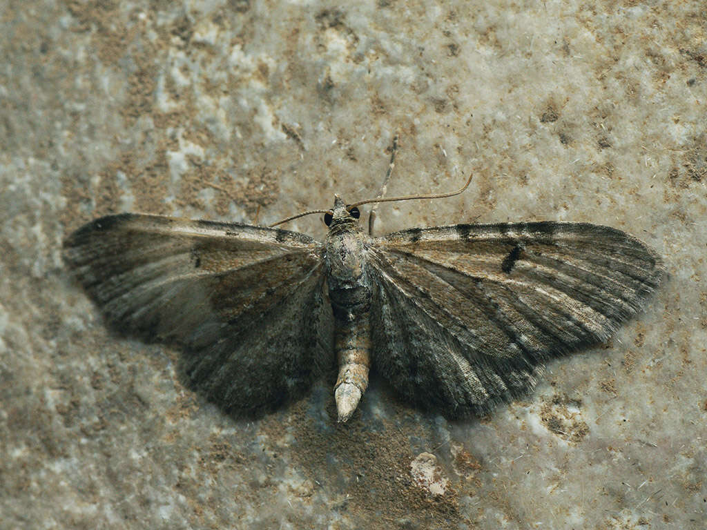 Слика од Eupithecia expallidata Doubleday 1856