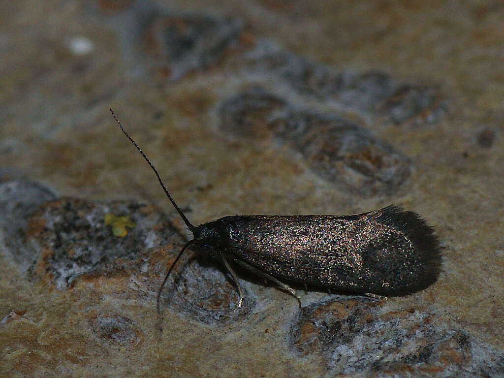 Image of Lypusa