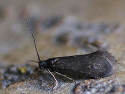 Image of Lypusa