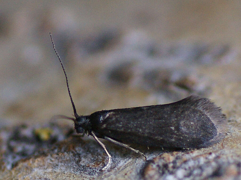 Image of Lypusa