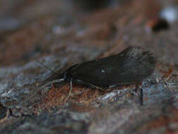 Image of Lypusa