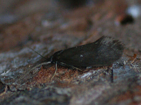 Image of Lypusa