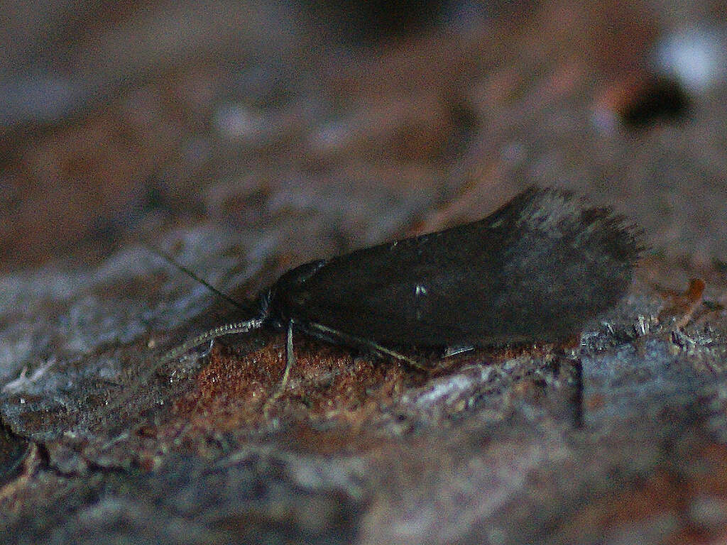 Image of Lypusa