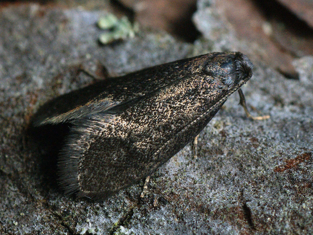 Image of Lypusa