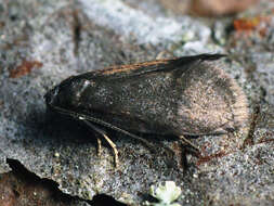 Image of Lypusa