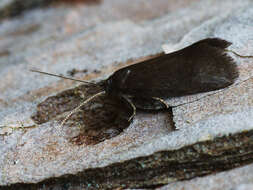 Image of Lypusa