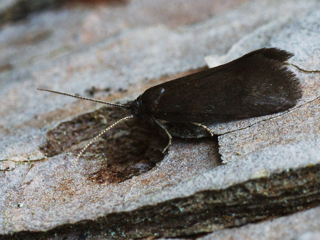 Image of Lypusa
