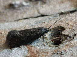 Image of Lypusa