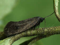 Image of Lypusa