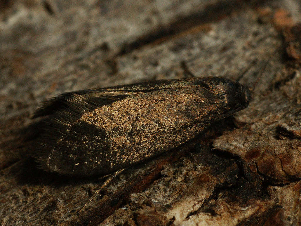 Image of Lypusa