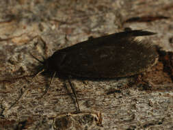 Image of Lypusa