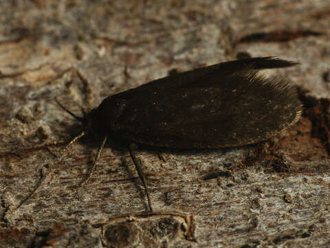 Image of Lypusa