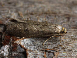 Image of Agnoea josephinae