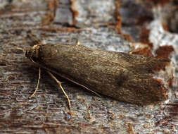 Image of Agnoea josephinae