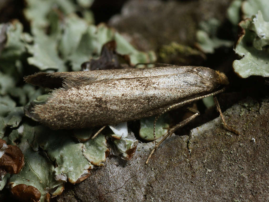 Image of Agnoea josephinae