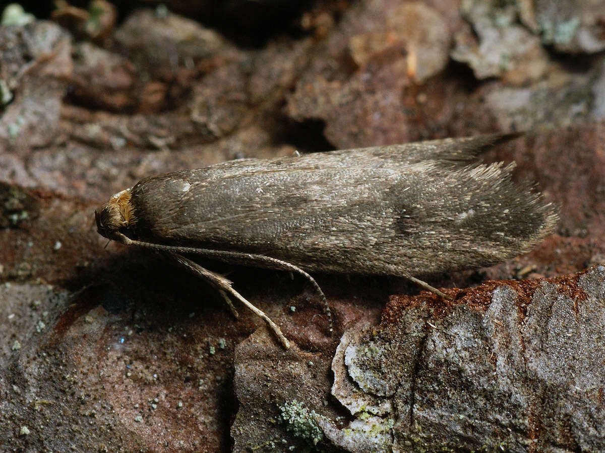 Image of Agnoea josephinae