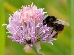 Image of wild chives