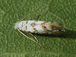 Image of Phyllonorycter joannisi (Le Marchand 1936)