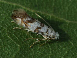 Image of Phyllonorycter joannisi (Le Marchand 1936)