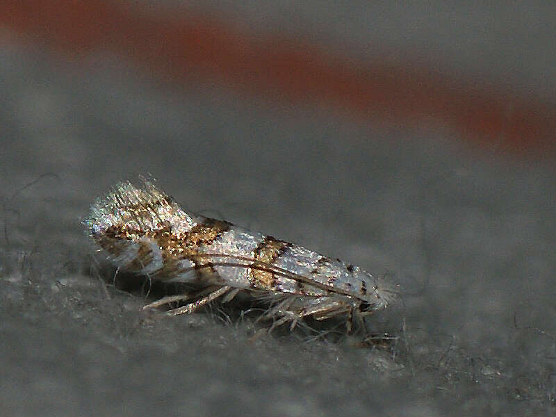 Image of Phyllonorycter joannisi (Le Marchand 1936)