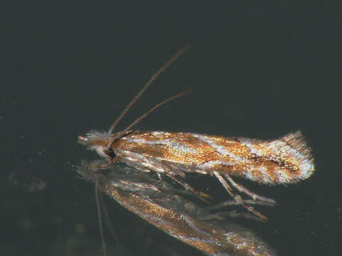 Image of Phyllonorycter corylifoliella (Hübner 1796)