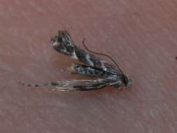 Слика од Leucospilapteryx omissella (Stainton 1848)