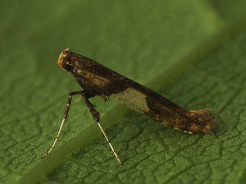 Image of Caloptilia hemidactylella