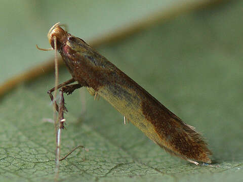 Image of Caloptilia alchimiella (Scopoli 1763)