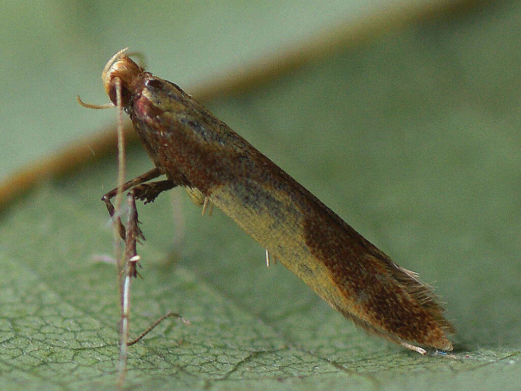 صورة Caloptilia alchimiella (Scopoli 1763)