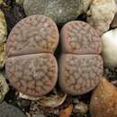 Imagem de Lithops hookeri (A. Berger) Schwant.